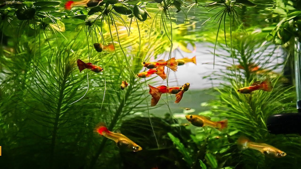 How to Setup The Perfect Guppy Aquarium! - Canada Guppies
