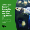 A Blog Post About Full Metallic Blue Guppies