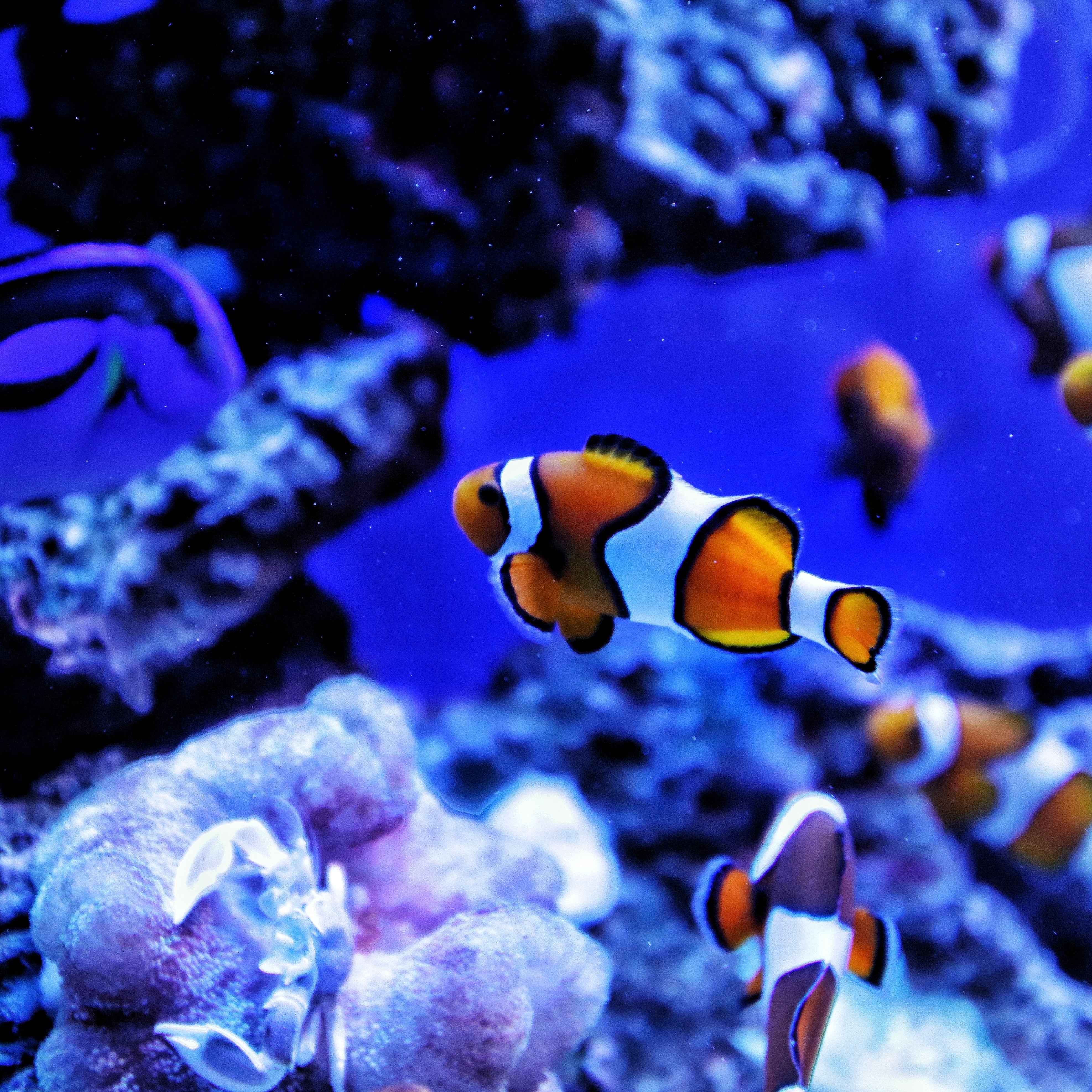 Health Benefits of Keeping Colorful Fish