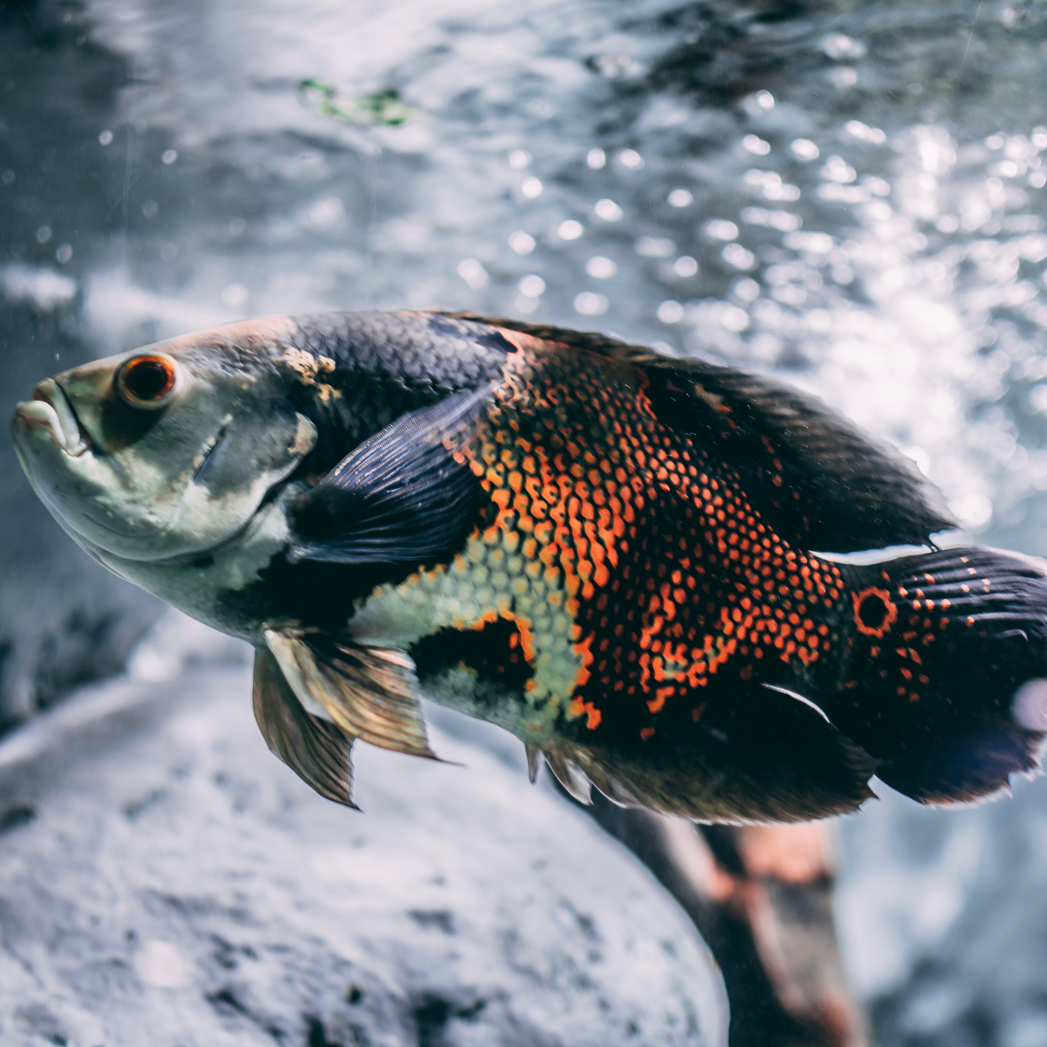 Aquascaping and Your Health: The Benefits of Creating a Colorful Fish Habitat