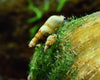 Meet the Trumpet Snail: Nature's Cleanup Crew for Aquariums