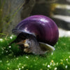 Mystery Snail FAQs: Answering the Most Common Questions About Keeping and Breeding
