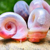 About Pink Ramshorn Snails