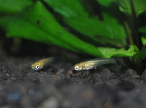 Raising Guppy Fry Successfully