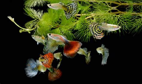 The Fascinating History of Guppy Breeding