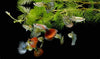 The Fascinating History of Guppy Breeding
