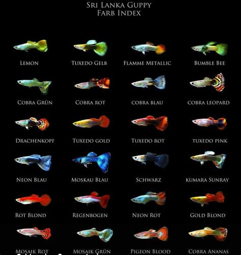 Rare and Unusual Guppy Varieties Highlighting Lesser known Gems Canada Guppies
