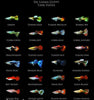 Rare and Unusual Guppy Varieties: Highlighting Lesser-known Gems