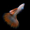 The Fine Art of Judging Show-Quality Guppies: A Comprehensive Insight into Evaluating Perfection - Canada Guppies