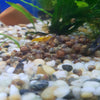 Escargone Wild: How to Manage and Prevent Snail Infestations in Your Aquarium