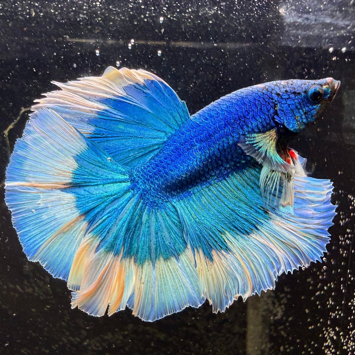 Half Moon Betta Fish Canada | Premium Long Finned Bettas