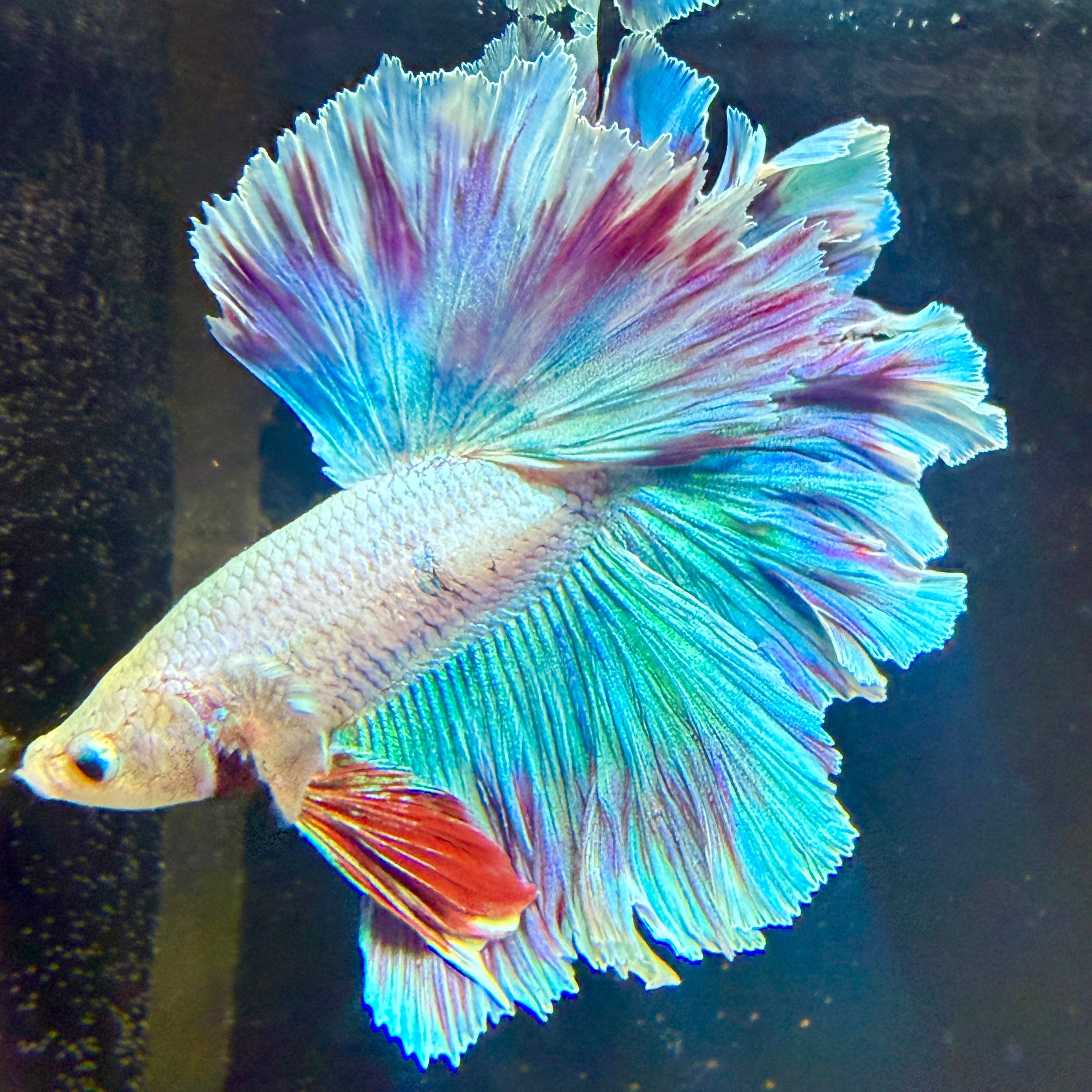 Shop All Bettas