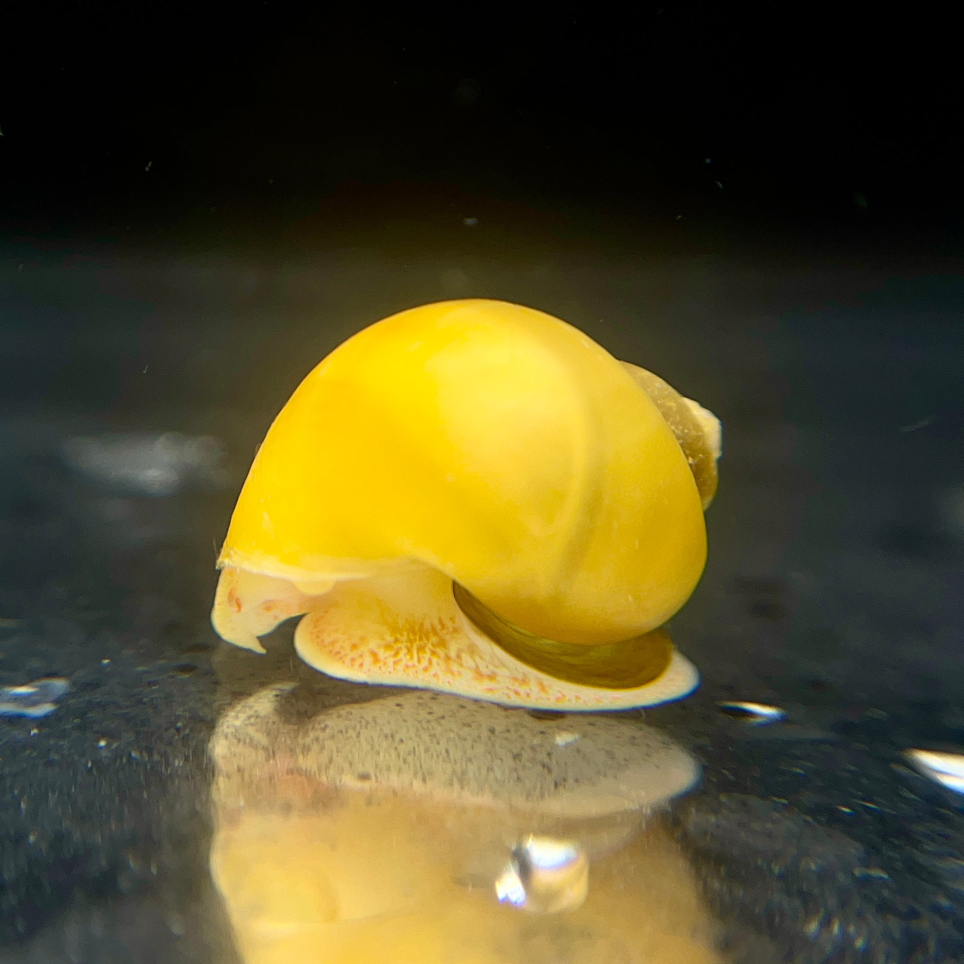 Gold Mystery Snails - Canada Guppies