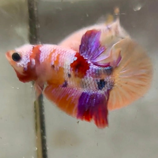 Premium Candy Multicolour Halfmoon Plakat #16