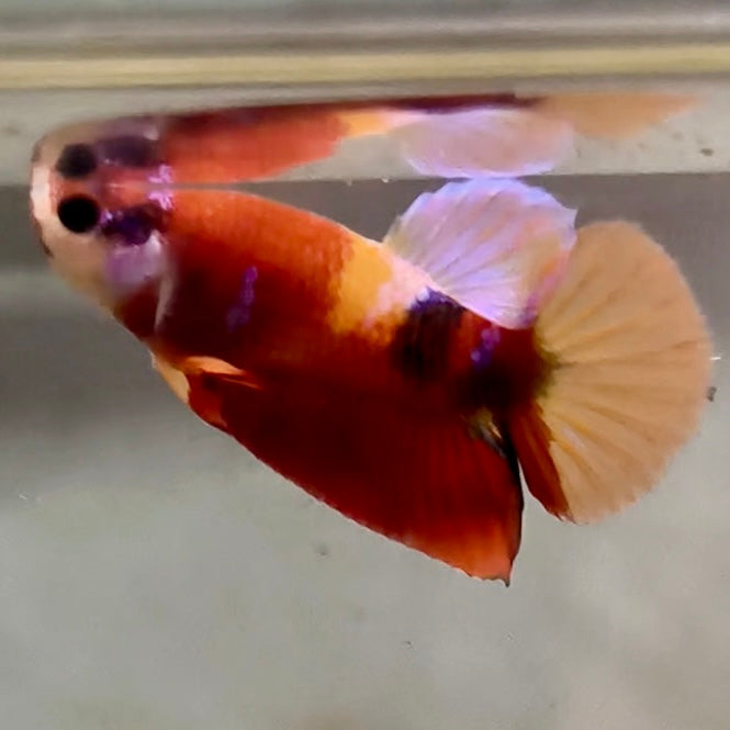 Premium Candy Multicolour Halfmoon Plakat #17