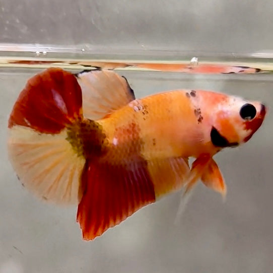 Premium Candy Multicolour Halfmoon Plakat #18