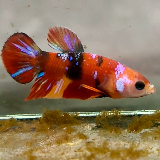 Premium Candy Multicolour Halfmoon Plakat #20