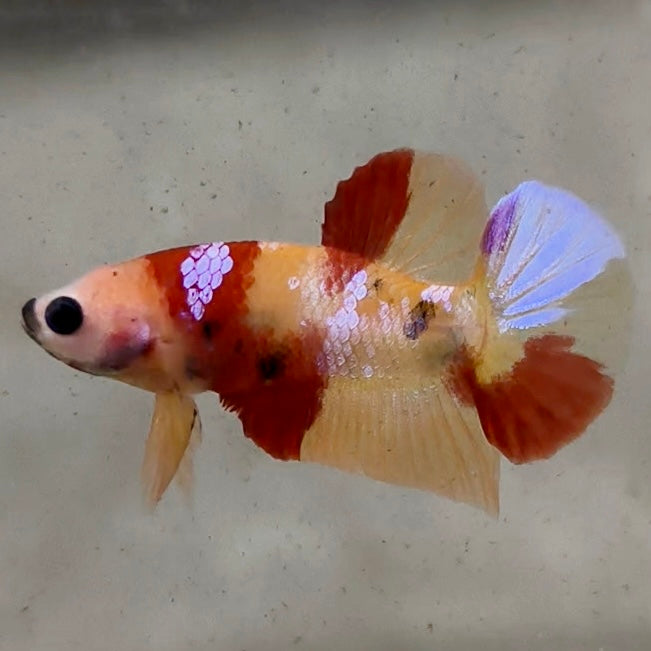 Premium Candy Multicolour Halfmoon Plakat #22