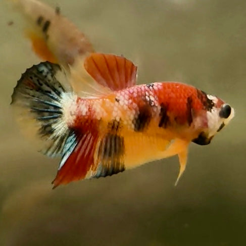 Premium Candy Multicolour Halfmoon Plakat #31