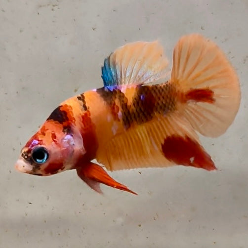 Premium Candy Multicolour Halfmoon Plakat #23