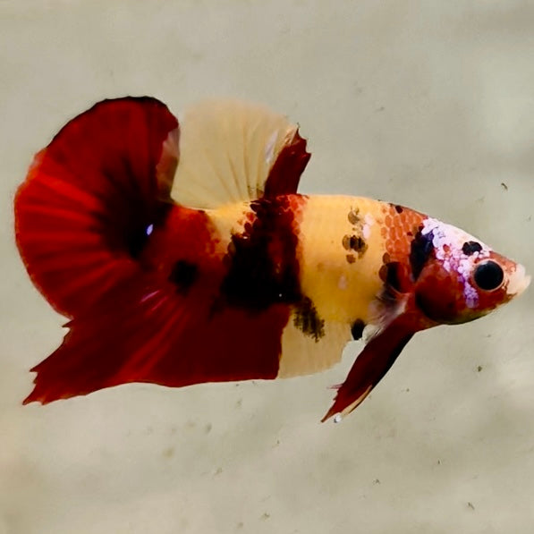 Premium Candy Multicolour Halfmoon Plakat #36