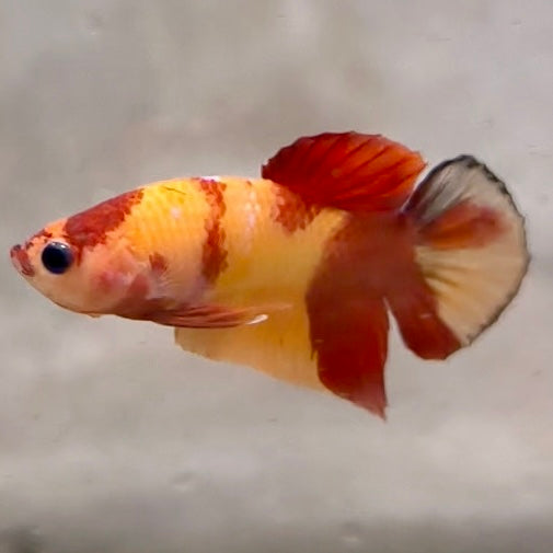 Premium Candy Multicolour Halfmoon Plakat #4