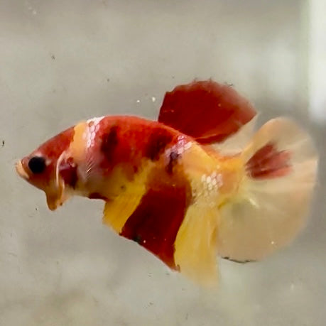 Premium Candy Multicolour Halfmoon Plakat #33