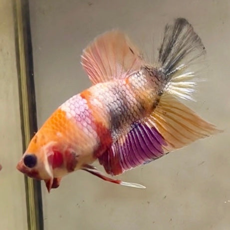 Premium Candy Multicolour Halfmoon Plakat #41
