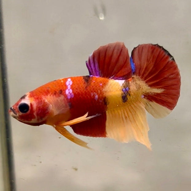 Premium Candy Multicolour Halfmoon Plakat #46