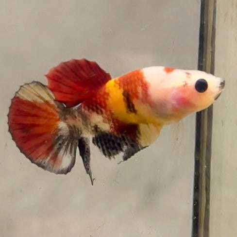 Premium Candy Multicolour Halfmoon Plakat #42