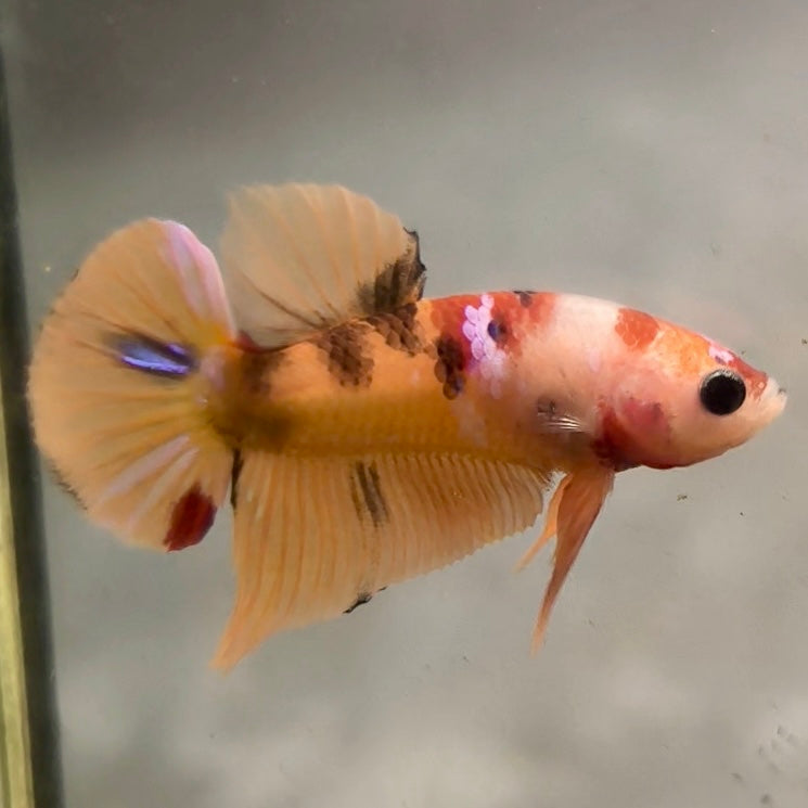 Premium Candy Multicolour Halfmoon Plakat #44