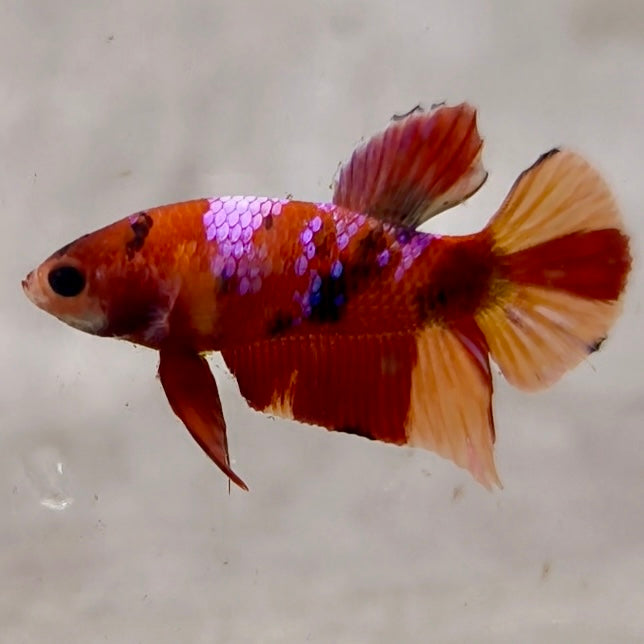 Premium Candy Multicolour Halfmoon Plakat #7