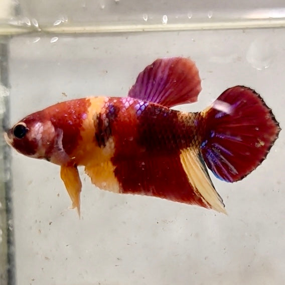 Premium Candy Multicolour Halfmoon Plakat #8