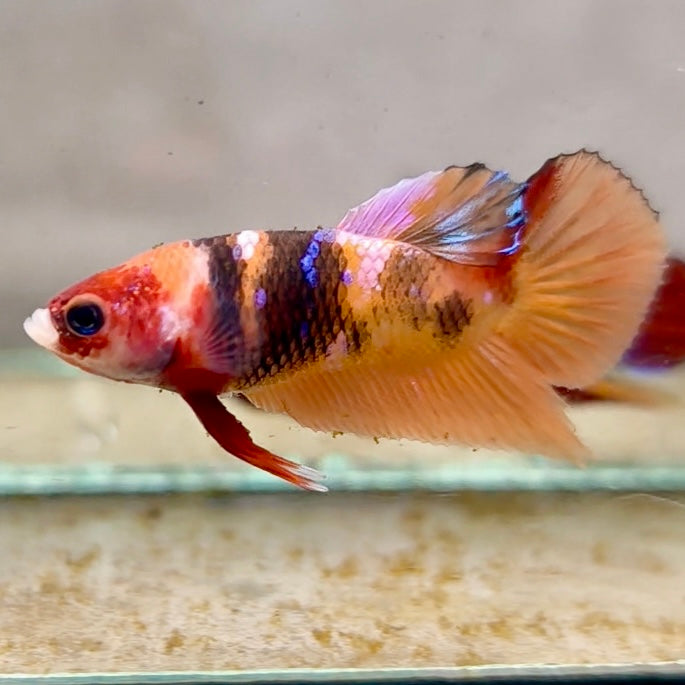 Premium Candy Multicolour Halfmoon Plakat #9