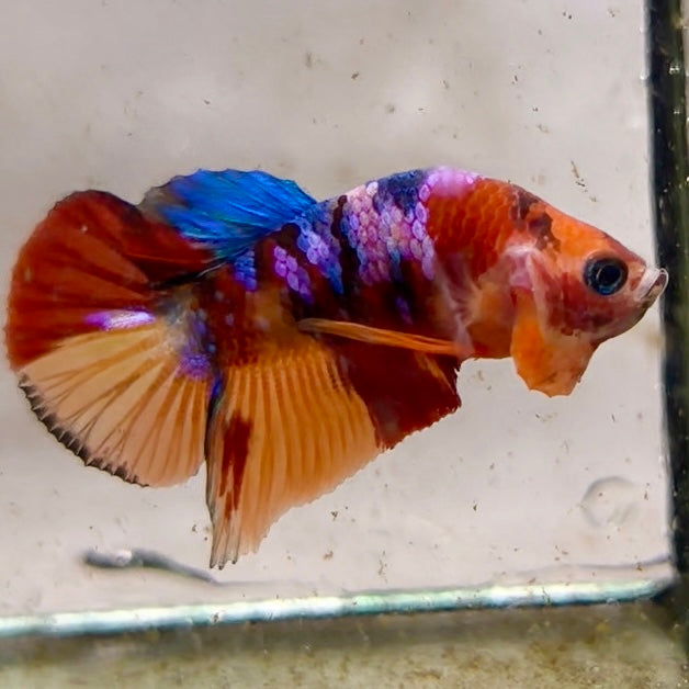 Premium Candy Multicolour Halfmoon Plakat #11