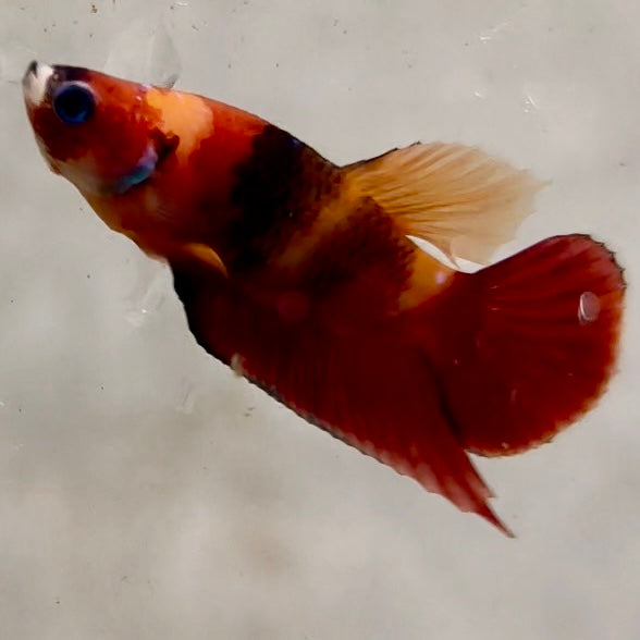 Premium Candy Multicolour Halfmoon Plakat #6