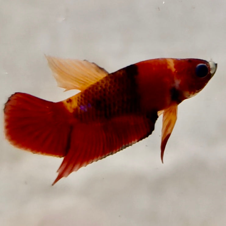 Premium Candy Multicolour Halfmoon Plakat #6