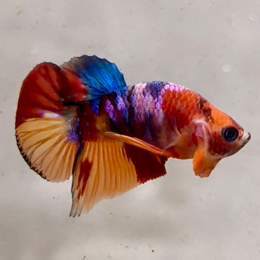 Premium Candy Multicolour Halfmoon Plakat #11