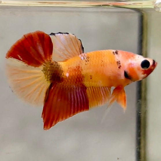 Premium Candy Multicolour Halfmoon Plakat #18
