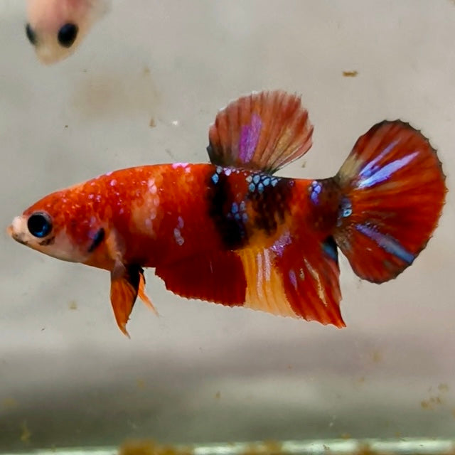 Premium Candy Multicolour Halfmoon Plakat #20