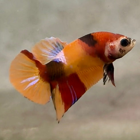 Premium Candy Multicolour Halfmoon Plakat #24