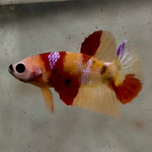 Premium Candy Multicolour Halfmoon Plakat #22
