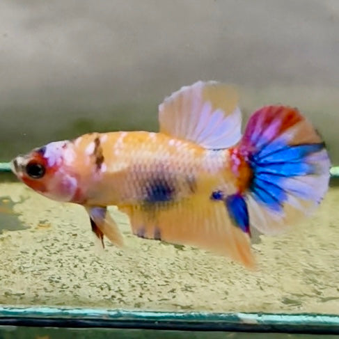 Premium Candy Multicolour Halfmoon Plakat #25