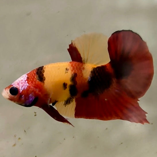Premium Candy Multicolour Halfmoon Plakat #36