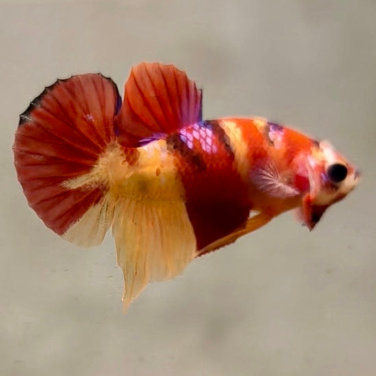 Premium Candy Multicolour Halfmoon Plakat #46