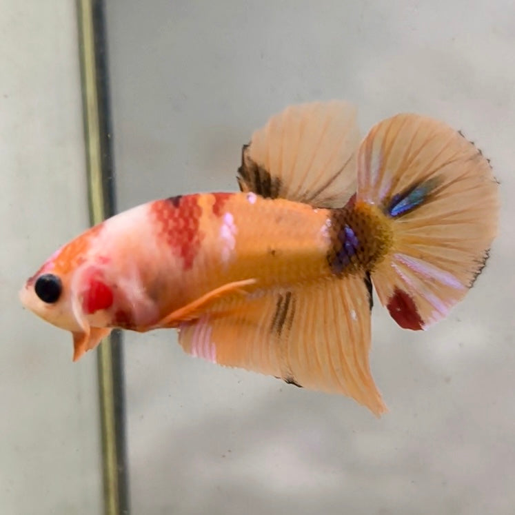 Premium Candy Multicolour Halfmoon Plakat #44