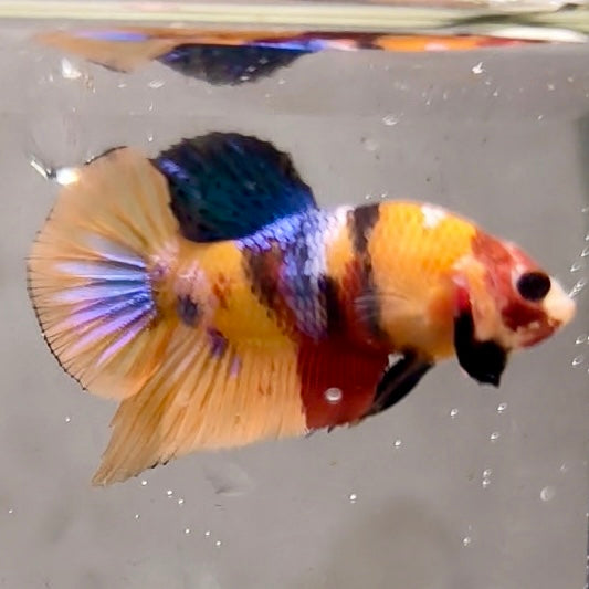Premium Candy Multicolour Halfmoon Plakat #3