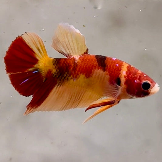 Premium Candy Multicolour Halfmoon Plakat #5