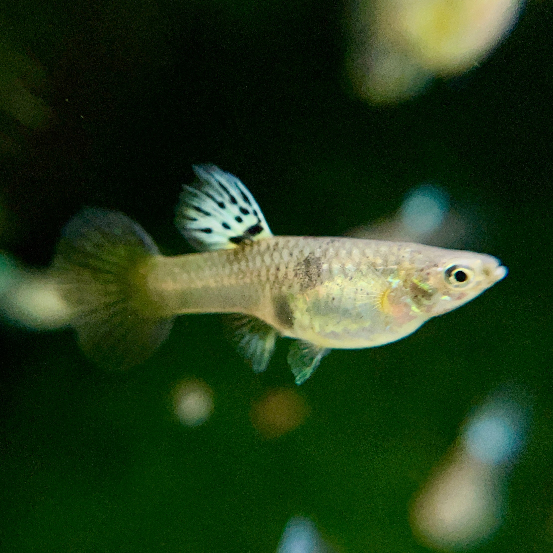 Tiger King Cobra Guppies - Canada Guppies