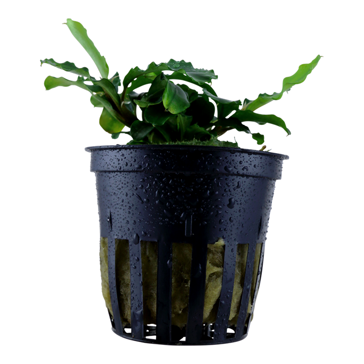 Bucephalandra pygmaea 'Wavy Green'